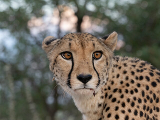 Gepard, Acinonyx jubatus © Lothar Lenz