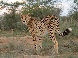 Gepard, Acinonyx jubatus © Lothar Lenz