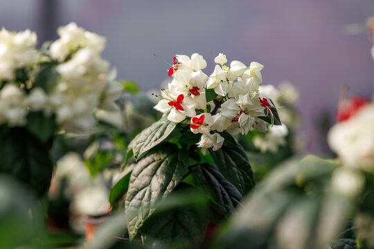 A close-up of the red and white Bleeding Heart Vine (Clerodendrum thomsoniae) in full bloom.