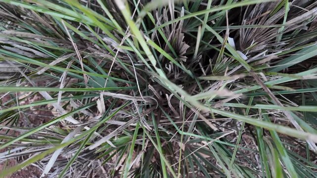 High quality stock asset showing doum palm (hyphaene thebaica) fan leaves swaying in golden hour slow motion atlantic oasis morocco.