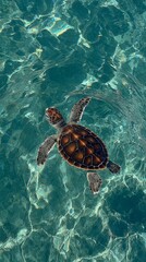 Turtle Swimming in Clear Tropical Water