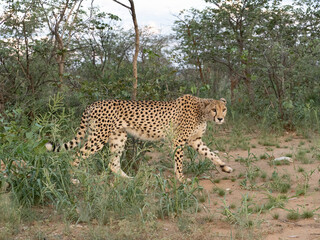 Gepard, Acinonyx jubatus © Lothar Lenz