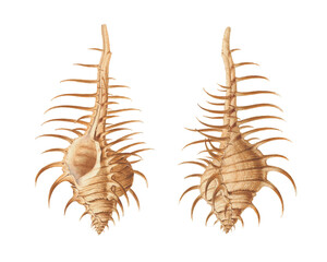 Obraz premium Murex pecten sea shells. Vintage-style drawings, marine biology book.
