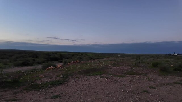 Panoramic Sunset Walk Through Retama Monosperma White Broom Forest Panoramic Sunset Atlantic Dunes Morocco 4K