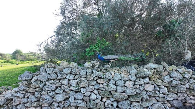 High quality stock asset showing peacock tail fanning in gentle wind no human presence wild morocco biodiversity hotspot safi region.