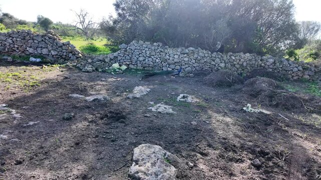High quality stock asset showing peacock courtship in natural habitat sunlit plumage display safi region morocco asmr nature.