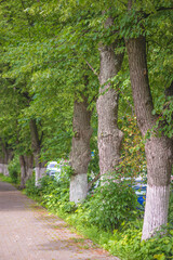 Beautiful linden trees along the alley
