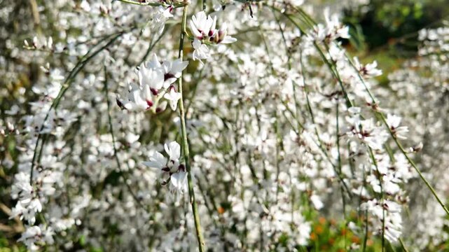 High quality stock asset showing r'tam (retama monosperma) fragile white flowers swaying coastal wind morocco asmr nature footage.