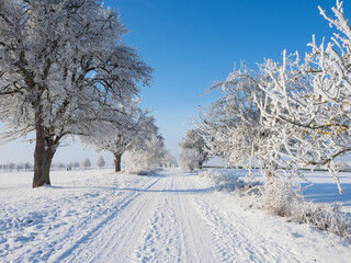 Obraz premium snow covered trees