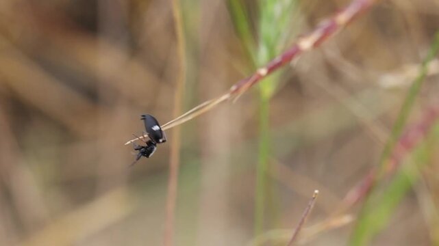 Aphantaulax trifasciata Spider Resting on a Green Plant Leaf