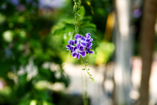 A close-up of the purple Golden Dewdrop (Duranta erecta) flowers hanging from the branches.