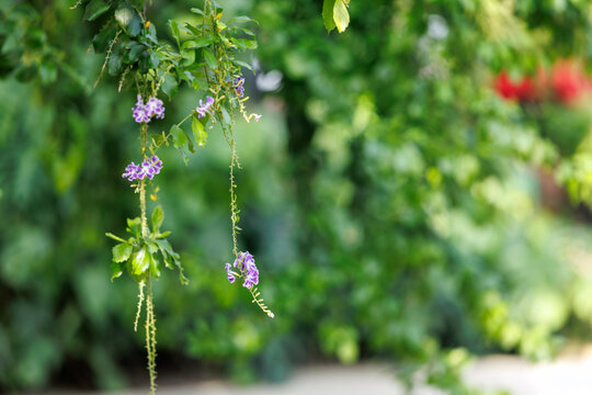 A close-up of the purple Golden Dewdrop (Duranta erecta) flowers hanging from the branches.