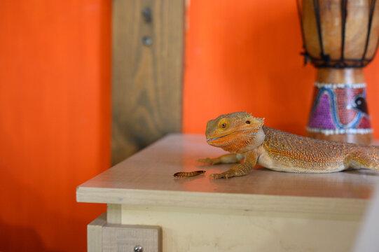 A bearded dragon prepares to eat a Zophobas larva.