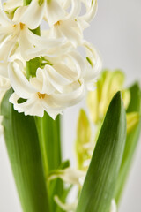 Close-up of pristine white hyacinth flowers with gracefully curled petals. Soft lighting highlights their delicate texture and pure beauty, perfect for themes of elegance, purity, and spring.