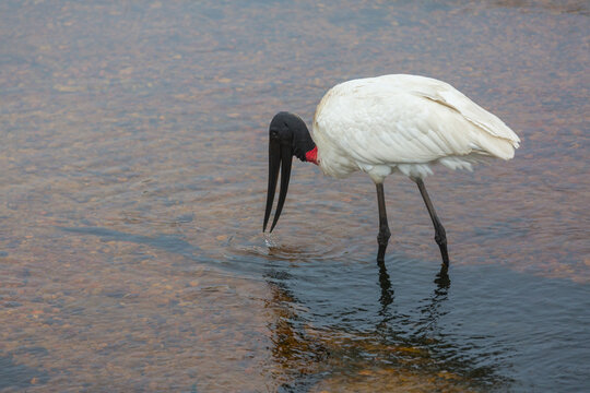 Jabiru