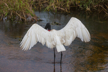 Jabiru