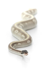 Mystic Potion Ball Python Crawling on White Background