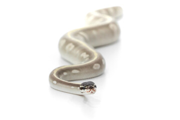 Mystic Potion Ball Python Crawling on White Background