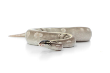 Mystic Potion Ball Python Coiled on White Background