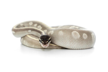 Mystic Potion Ball Python on White Background