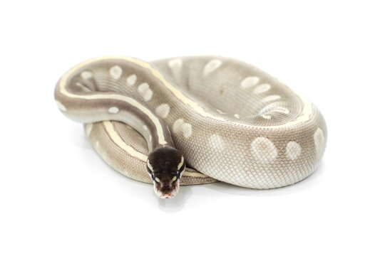 Mystic Potion Ball Python on White Background