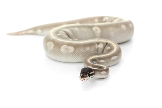 Mystic Potion Ball Python Coiled on White Background