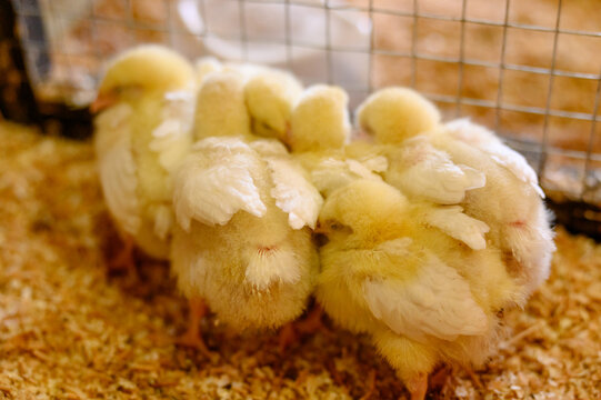 Little yellow broiler chickens in a cage