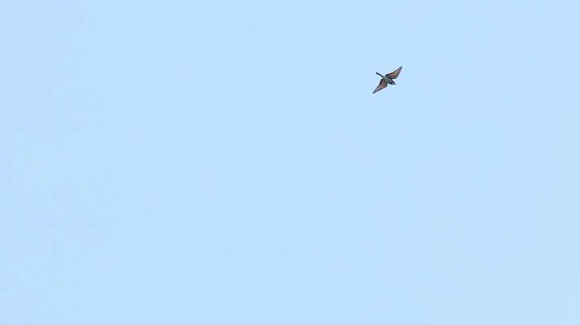 European bee eater merops apiaster flying on summer sky
