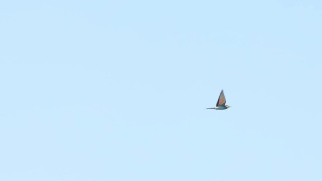 European bee eater merops apiaster flying on summer sky