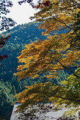 鞍馬寺仁王門から本堂までの道中の紅葉