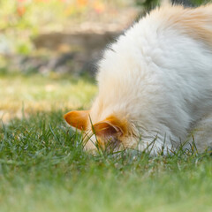 White cat with orange ears sticking his nose into the grass