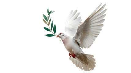White dove in flight carrying a green olive branch as a symbol of peace and hope