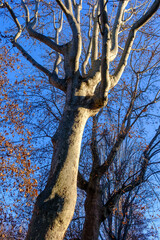 Trees at winter along Corso Sempione in Milan, Italy