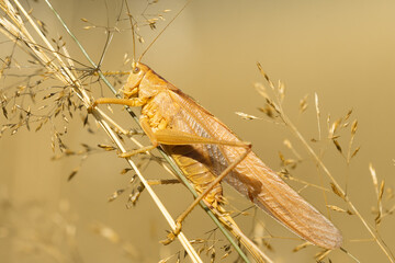 Yellow variety of the great green bush cricket sitting on grass