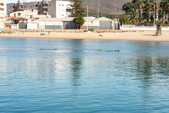 High quality photo of scuba divers practicing in calm surface water near the beach at Playa del Cachon, La Linea de la Concepcion, Spain. Perfect for travel, tourism, and adventure themed projects.