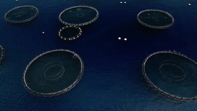 Aerial view of fish farms creating circular patterns contrasting with the dark blue sea, exhibiting a blend of nature and industry, Sardinia, Italy.