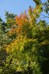 鞍馬寺仁王門から本堂までの道中の紅葉