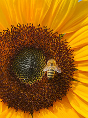 Honigbiene auf leuchtender Sonnenblume &ndash; Makroaufnahme mit detailreichem Bl&uuml;tenzentrum