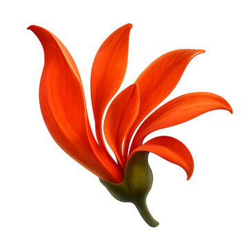 Single Palash Flower Mid Bloom Isolated on Transparent Background
