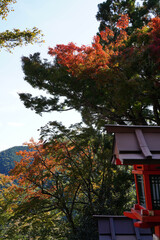 秋の気配が感じられる鞍馬寺参道の木々