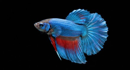 Fototapeta premium Close-up of a vibrant Siamese fighting fish with flowing fins, blue body, red and black details, isolated