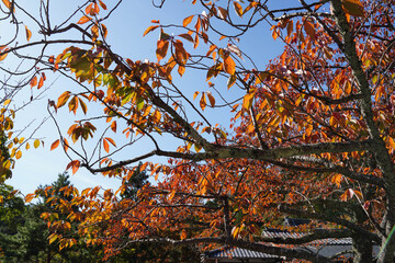 楓の紅葉が美しい鞍馬寺境内の風景