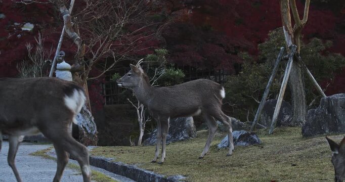 Slow motion shot of male deer and another one crossing in autumn park in the morning
