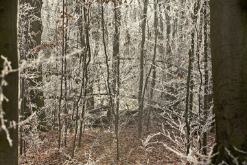 Fototapeta premium Ein Winterspaziergang mit Impressionen aus Wald und Flur mit Schnee Eiskristallen und Raureif in Europa Deutschland Thüringen Gera Winter Tag Mittag 