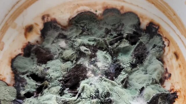 Wash mold in a cup. Growth of mushrooms, mold on the surface of old tea