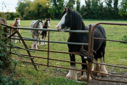 Black horse, draft breed, in a field in Ireland