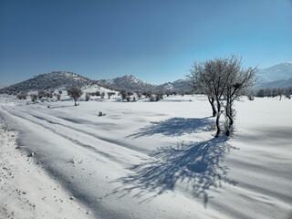 Obraz premium Winter landscape with scattered leafless trees casting long shadows on a wide snowy field, with distant mountains under a clear blue sky. 📍Marivan, Kurdistan 