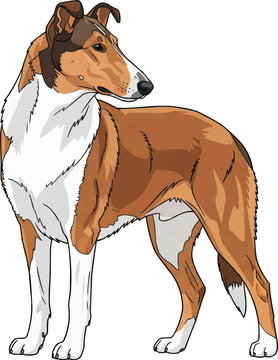 Smooth Collie dog standing alert looking away focused illustration