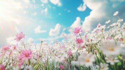 Obraz premium vibrant flowers field under sunny blue sky