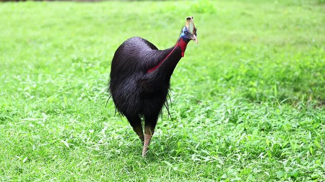 a wide tracking shot of a southern cassowary walking on a beach of north queensland, australia